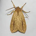 Long-streaked Tussock Moth - Hodges#8217 - photo 4