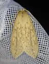 Long-streaked Tussock Moth - Hodges#8217 - photo 5