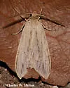 Leucanopsis lurida - Hodges#8217.2