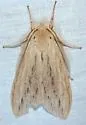 Leucanopsis lurida - Hodges#8217.2 - photo 2