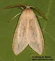 Leucanopsis lurida - Hodges#8217.2 - photo 3
