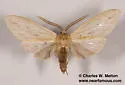 Leucanopsis lurida - Hodges#8217.2 - photo 4