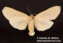 Leucanopsis perdentata - Hodges#8217.1