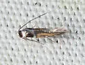 Leucanthiza amphicarpeaefoliella - Hodges#0700 - photo 3