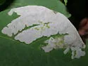 Leucanthiza dircella - Hodges#0701