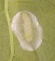 Leucanthiza dircella - Hodges#0701 - photo 5