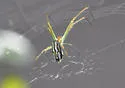 Leucauge argyra