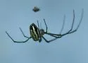 Leucauge argyra - photo 2