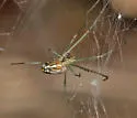 Leucauge argyra - photo 3