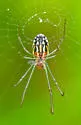Leucauge argyra - photo 4