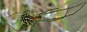 Leucauge argyra - photo 5