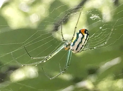 Mabel Orchard Orbweaver - photo 2