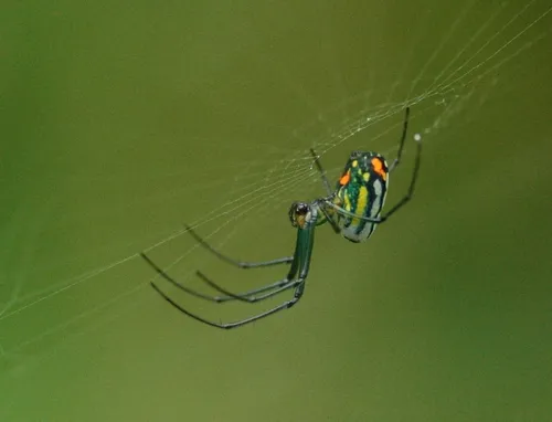 Mabel Orchard Orbweaver - photo 3