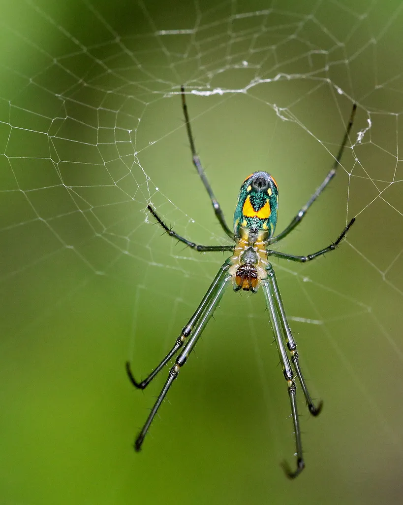 Mabel Orchard Orbweaver - photo 4