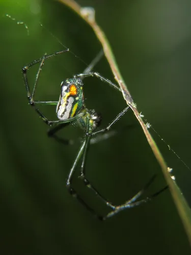 Mabel Orchard Orbweaver - photo 5