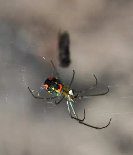 Mabel Orchard Orbweaver - photo 6