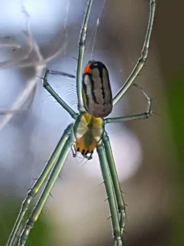 Mabel Orchard Orbweaver - photo 7