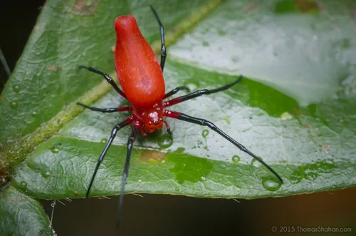 Dominican Spider