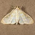 Leucochroma corope - Hodges#5210 - photo 2