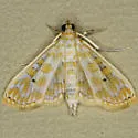 Leucochroma corope - Hodges#5210 - photo 3