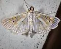 Leucochroma corope - Hodges#5210 - photo 4