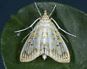 Leucochroma corope - Hodges#5210 - photo 5