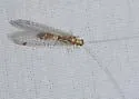 Leucochrysa americana