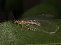 Leucochrysa americana - photo 2