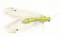 Leucochrysa callota