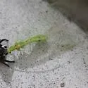 Leucochrysa callota - photo 4