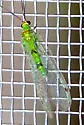 Leucochrysa explorata - photo 3