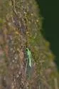 Leucochrysa floridana - photo 5