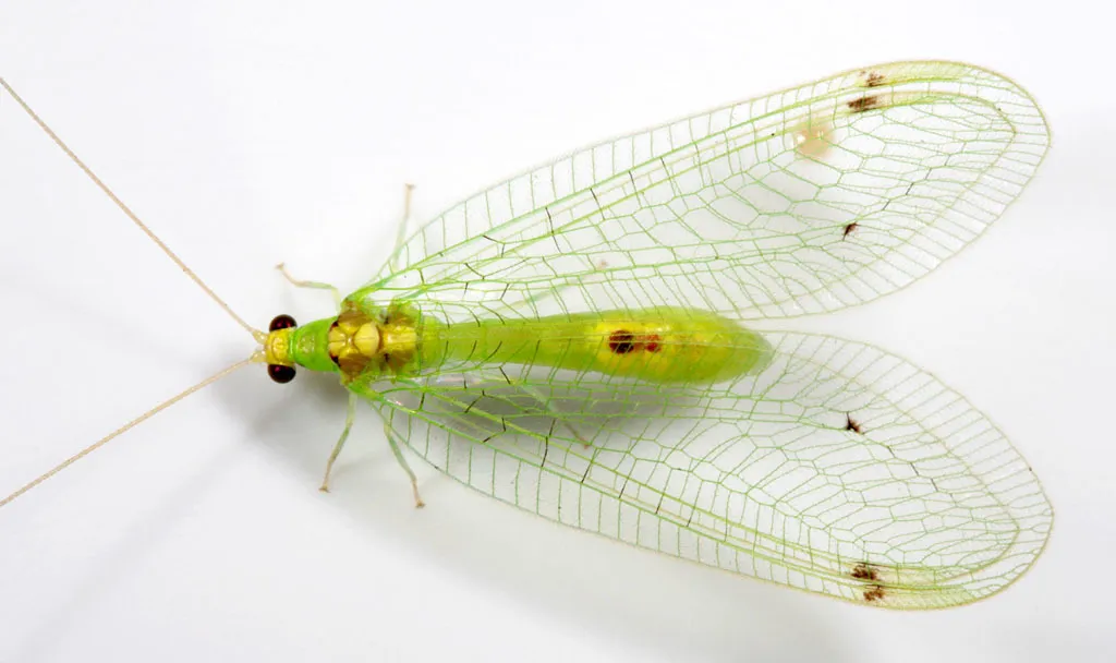 Leucochrysa insularis