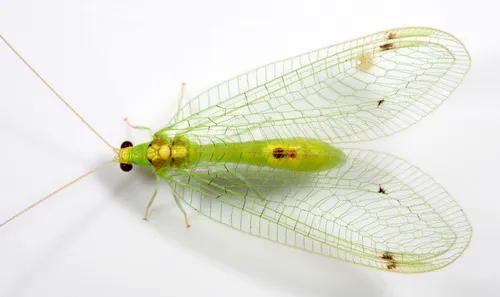 Leucochrysa insularis - photo 2