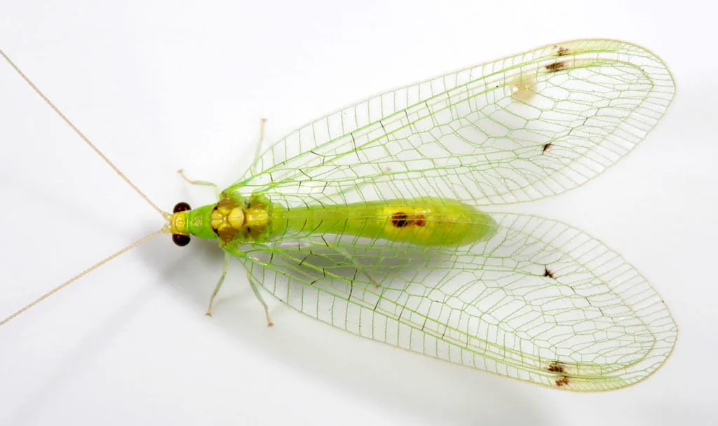 Leucochrysa insularis - photo 3