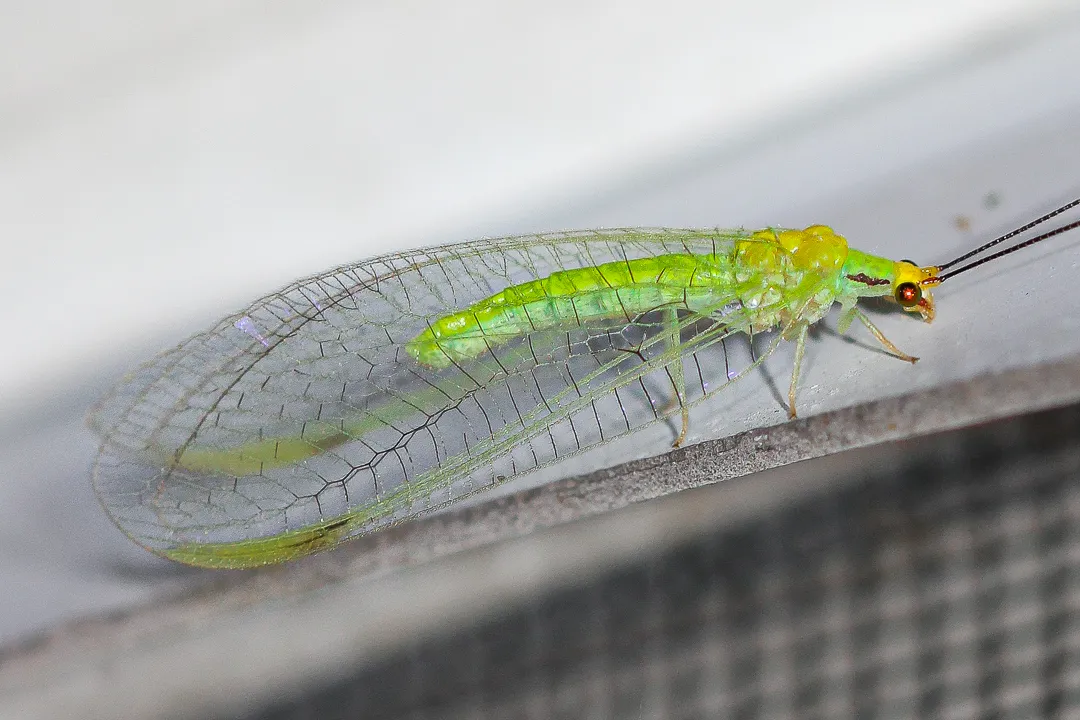 Lichen-carrying Green Lacewing - photo 2