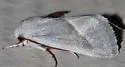 Leucocnemis nivalis - Hodges#10050