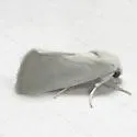 Leucocnemis nivalis - Hodges#10050 - photo 2