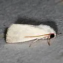 Leucocnemis nivalis - Hodges#10050 - photo 3
