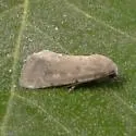 Leucocnemis perfundis - Hodges#10049 - photo 3