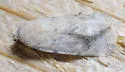 Leucocnemis perfundis - Hodges#10049 - photo 4