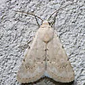 Leucocnemis perfundis - Hodges#10049 - photo 5