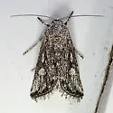 Leucocnemis variabilis - Hodges#10052