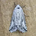 Leucocnemis variabilis - Hodges#10052 - photo 4