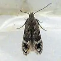 Leucogoniella distincta - Hodges#1849