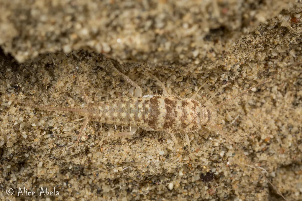 Leucolepisma arenarium