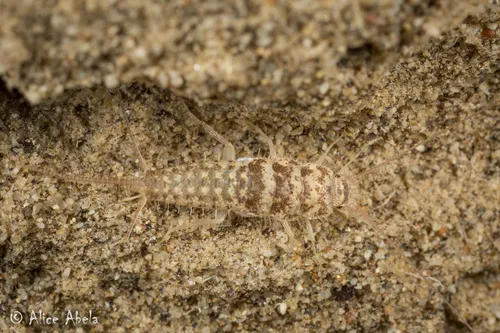 Leucolepisma arenarium - photo 2