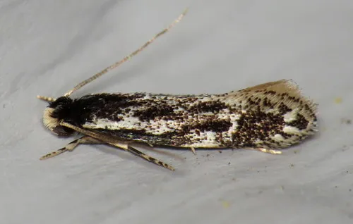 Leucomele miriamella - Hodges#0282