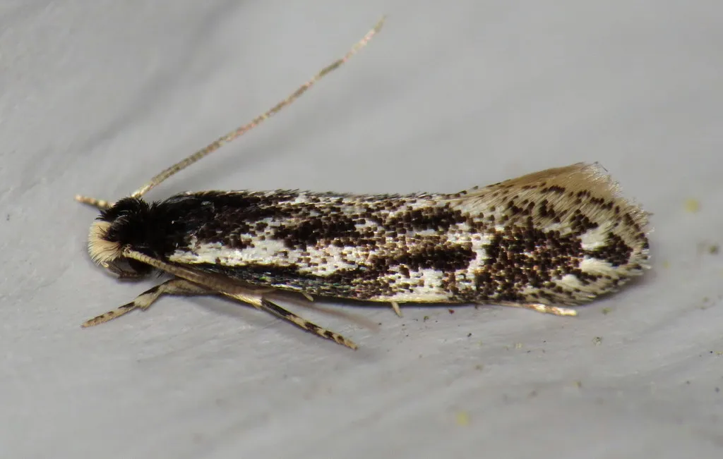 Leucomele miriamella - Hodges#0282 - photo 2