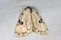 Green Leuconycta - Hodges#9065 - photo 2